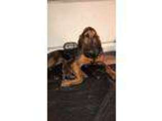 Bloodhound Puppy for sale in Corbin, KY, USA