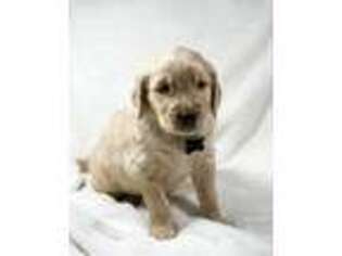 Goldendoodle Puppy for sale in Essex Junction, VT, USA