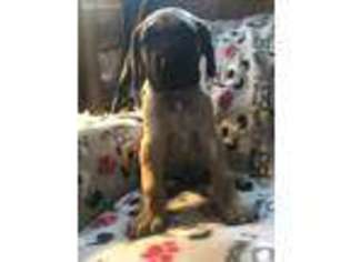 Great Dane Puppy for sale in Erie, PA, USA