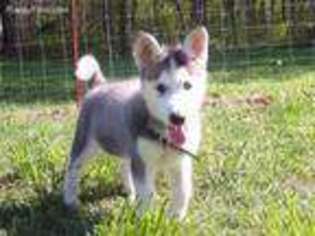 Siberian Husky Puppy for sale in Watts, OK, USA
