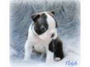 Boston Terrier Puppy for sale in Magnolia, MS, USA