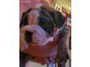 Bulldog Puppy for sale in Seymour, IN, USA