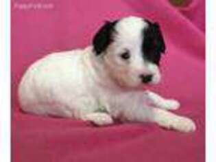 Mutt Puppy for sale in Prairie City, IA, USA