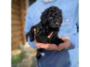 Goldendoodle Puppy for sale in New Bern, NC, USA