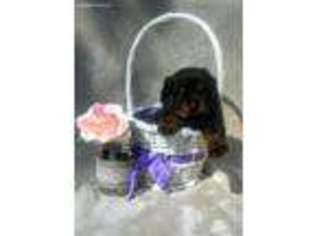 Rottweiler Puppy for sale in Ringgold, GA, USA