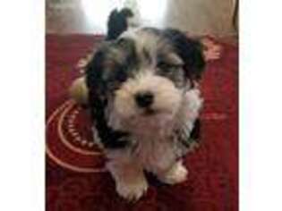 Havanese Puppy for sale in Rockwell, NC, USA
