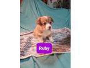 Pembroke Welsh Corgi Puppy for sale in Kennewick, WA, USA