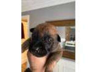 Belgian Malinois Puppy for sale in Williamsburg, OH, USA