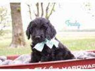 Goldendoodle Puppy for sale in Floyd, IA, USA
