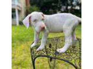 Great Dane Puppy for sale in Boston, MA, USA