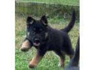 German Shepherd Dog Puppy for sale in Poplarville, MS, USA