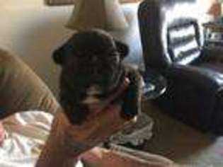 French Bulldog Puppy for sale in Copperopolis, CA, USA