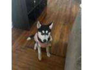 Siberian Husky Puppy for sale in Stamford, CT, USA