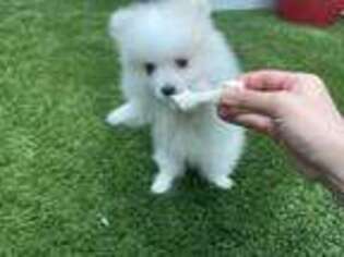 Pomeranian Puppy for sale in Ontario, CA, USA
