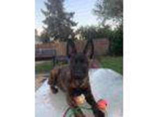 Belgian Malinois Puppy for sale in Modesto, CA, USA