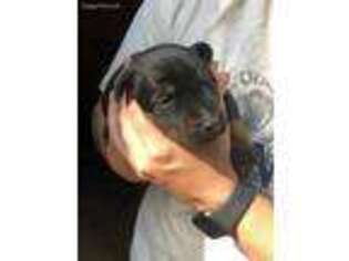 Doberman Pinscher Puppy for sale in La Vernia, TX, USA