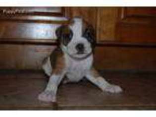 Boxer Puppy for sale in Casselberry, FL, USA