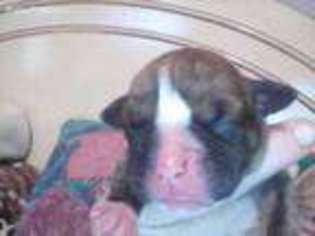 Boxer Puppy for sale in Whites Creek, TN, USA