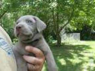 Labrador Retriever Puppy for sale in BRISTOL, WI, USA