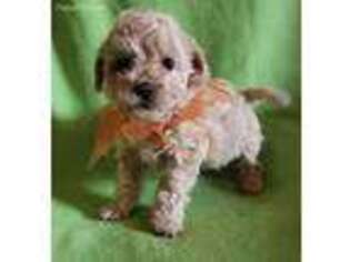 Mutt Puppy for sale in Westside, IA, USA
