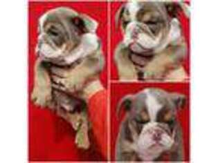 Bulldog Puppy for sale in Hoopeston, IL, USA