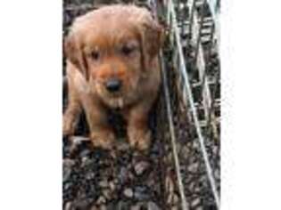Golden Retriever Puppy for sale in Baker City, OR, USA