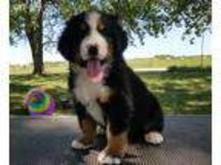 Bernese Mountain Dog Puppy for sale in Brookfield, MO, USA