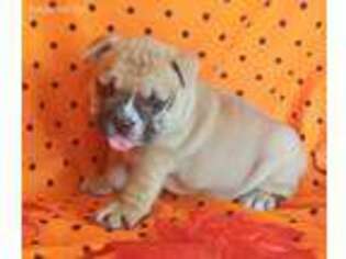 French Bulldog Puppy for sale in Minerva, OH, USA