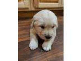 Golden Retriever Puppy for sale in Rensselaer, IN, USA