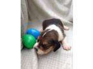 Beagle Puppy for sale in BROOKLET, GA, USA