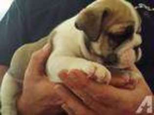 Bulldog Puppy for sale in FLORAL CITY, FL, USA