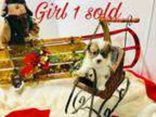 Pembroke Welsh Corgi Puppy for sale in Lakefield, MN, USA