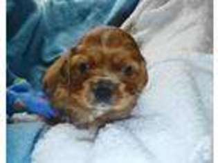 Cavachon Puppy for sale in BELLINGHAM, MA, USA