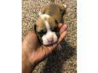 Boxer Puppy for sale in Humble, TX, USA