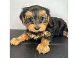 Yorkshire Terrier Puppy for sale in Barnstable, MA, USA