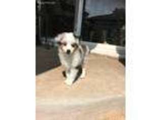 Miniature Australian Shepherd Puppy for sale in Happy, TX, USA