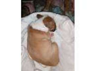 Bull Terrier Puppy for sale in Hopewell, VA, USA