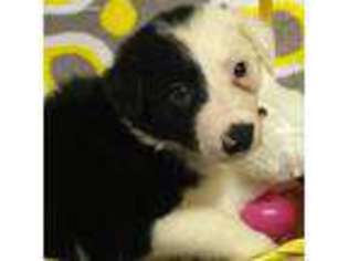 Border Collie Puppy for sale in Travelers Rest, SC, USA