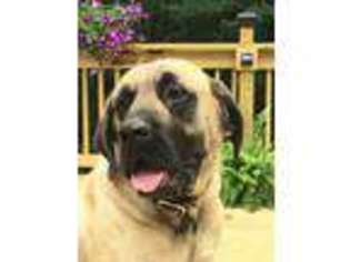 Mastiff Puppy for sale in Jackson, OH, USA