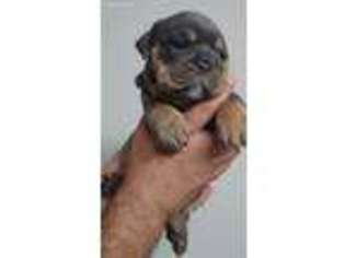 Bulldog Puppy for sale in Austin, TX, USA