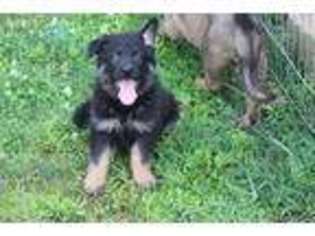 German Shepherd Dog Puppy for sale in Laurelville, OH, USA