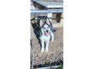 Siberian Husky Puppy for sale in Corbin, KY, USA