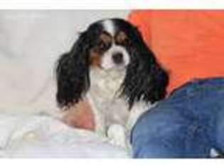 Cavalier King Charles Spaniel Puppy for sale in Worley, ID, USA