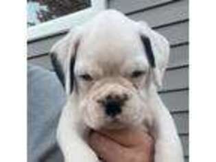 Boxer Puppy for sale in East Northport, NY, USA
