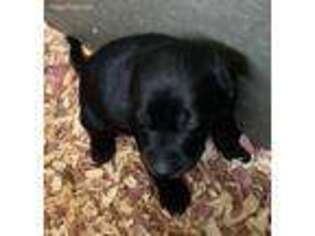 Labrador Retriever Puppy for sale in Westby, WI, USA