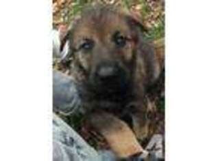 German Shepherd Dog Puppy for sale in ANTRIM, NH, USA