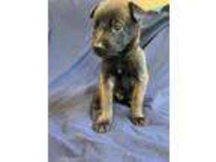 Belgian Malinois Puppy for sale in Cuba, MO, USA