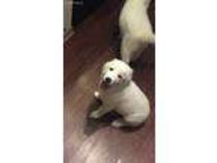 Great Pyrenees Puppy for sale in Orlando, FL, USA