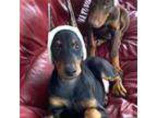 Doberman Pinscher Puppy for sale in Eau Claire, WI, USA
