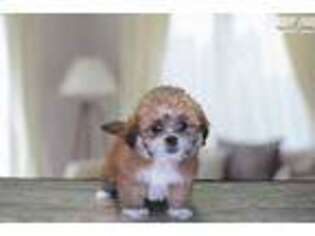 Lhasa Apso Puppy for sale in Saint George, UT, USA